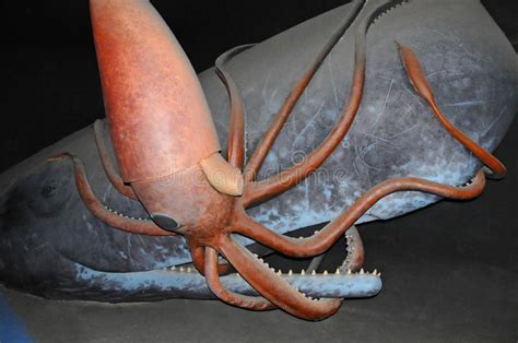 Riesenkalmare gehören zu den mysterien der meere. Riesenkalmar Attackiert Spermawale, Samenwale Fressen ...
