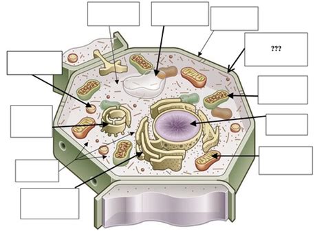 Maybe you would like to learn more about one of these? 30 Label The Cell Organelles - Label Design Ideas 2020