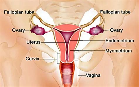 3.8 menganalisis hubungan antara struktur jaringan penyusun organ pada sistem respirasi dalam kaitannya dengan bioproses dan gangguan fungsi yang dapat terjadi pada sistem respirasi manusia 4.8 menyajikan hasil analisis pengaruh pencemaran udara terhadap kelainan pada struktur dan fungsi. √Pengertian, Struktur, dan Fungsi Sistem Reproduksi Manusia