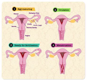 Haid merujuk kepada perluluhan lapisan dinding uterus dan darah yang mengalir melalui faraj. Tips Mengenai Kitaran Haid & Waktu Subur ~ Little Rafa