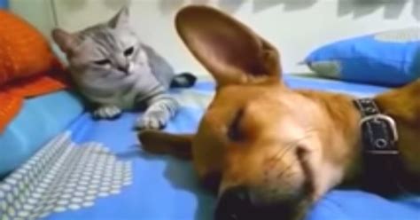 This is usually a problem in kittens but i don't. Dog Accidentally Farts In His Sleep But It's Cat's ...