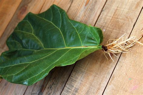 The fiddle leaf fig from the ficus genus of trees is an exciting species to grow with larger leaves than the others from the genus. Cómo y cuándo plantar el Ficus Lyrata (Ficus Lira) - Mi Jardín