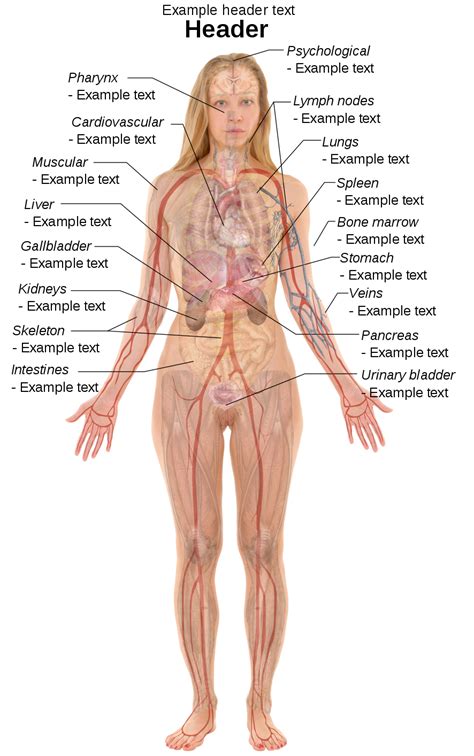Browse 24,434 female anatomy stock photos and images available, or search for female anatomy illustration or male female anatomy to find more great stock photos and pictures. File:Female template with organs.svg - Wikimedia Commons