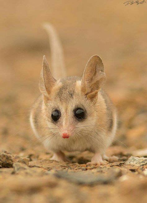 Monito del monte @ colocolo @ colocolo opossum. MONITO DEL MONTE @ Colocolo @ colocolo opossum | natural ...