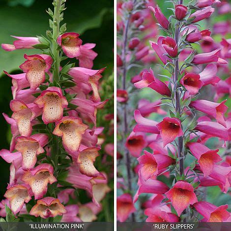 Perennials are flowers that rebloom every year such as iris, daylilies, or some perennials are treated as annuals, though. Perennial Foxglove Collection | Van Meuwen