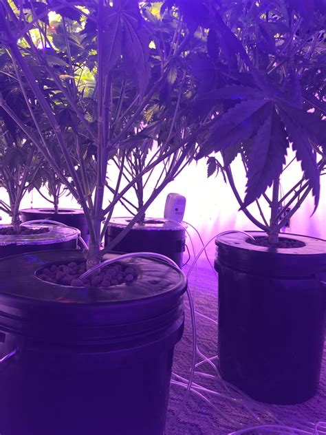 If the space in the basement is unfinished then you can build rooms in the basement room. First DWC (basement grow Room) | Grasscity Forums - The #1 ...
