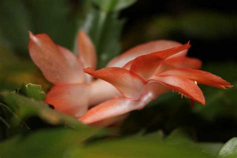 The cactus is a striking plant and can give your home a fresh new contemporary look. Christmas Cactus Care Guide - How to Grow Christmas Cactus ...