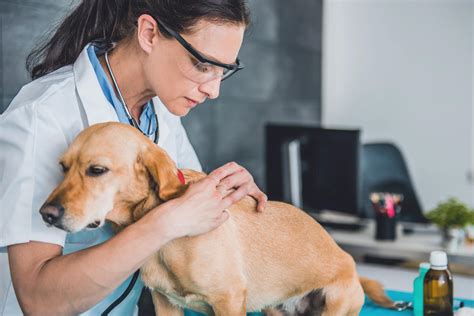 La maladie de lyme est la même maladie que celle qui. Tique : les signes d'une maladie de Lyme chez le chien