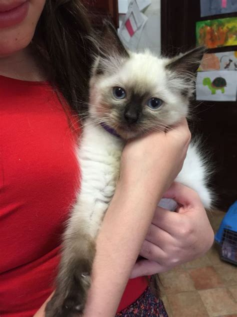 We are a breeder of many different colors and patterns. Adorable ragdoll kittens ready now