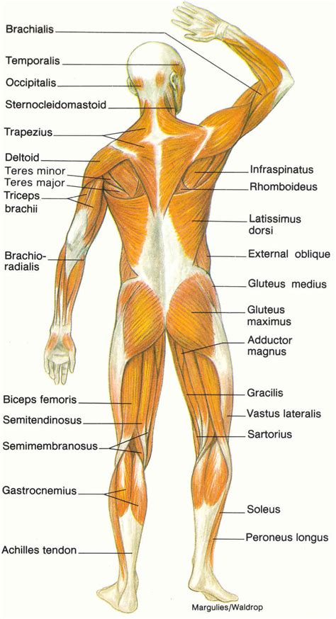 Below are two human body muscle diagrams, showing the front and the most powerful muscles in the body and those that run along the spine. diagram of muscular system : Biological Science Picture ...