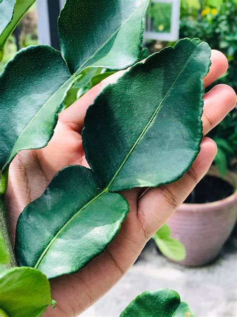 Pokok sudah stabil dan sihat 4. Asyik Tanam Pokok Limau Purut Tak Berbuah Dan Daun Tak ...