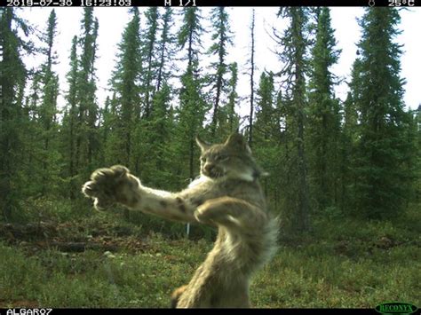 If i could do it, i would make it so the main cat was dribbling a soccer ball past 3 cats for the goal. "Karate cat" - lynx on an unrestored seismic line | Credit ...