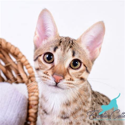 We have been active in breeding savannah cats since 2006 and are active members of tica. Black Savannah Cat F4