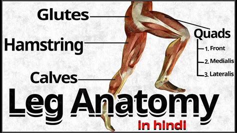 Best Exercises For Build Legs Muscles | LEG ANATOMY ...