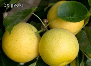 The only mate i've found for it is a huge old tree of unknown european variety, possibly a seedling, hanging over the fence at my. Seigyoku Asian Pear | Dave Wilson Nursery