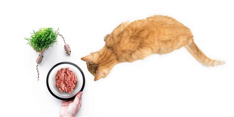 You never want to see your cat in pain, but pets get… Transitioning Your Cat to a Raw Diet - Darwin's Pet Food