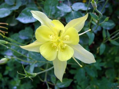 The seed can be slow to germinate[. Aquilegia caerulea - efloraofindia