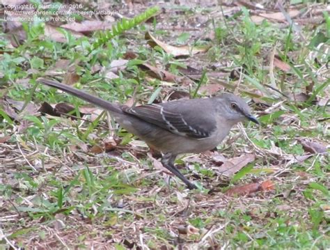 This bird is mainly a permanent resident, but northern birds may move south during harsh weather. Bird Pictures: Northern Mockingbird (Mimus polyglottos) by ...