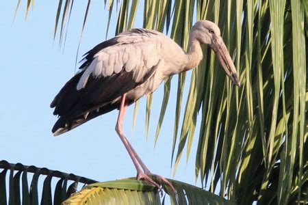 The difference between heron and egret is their height. Heron Vs Stork: Telling Them Apart