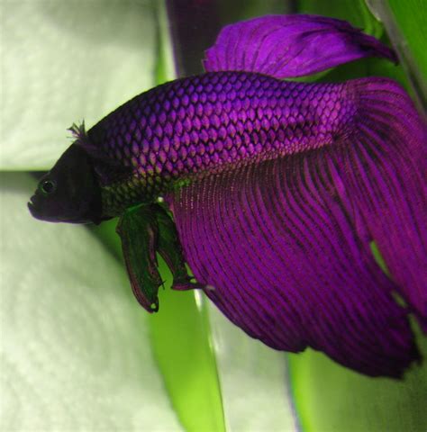 Bettas are well known for their wide range of colors, but most people only see the most popular colors. Betta Fish Colors - The fish doctor