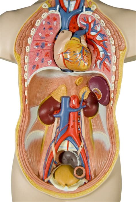 A large organ in the body which cleans the blood and produces bile (a bitter yellow liquid which helps to digest fat). Internal Organs - Human Body - ID # 13799301