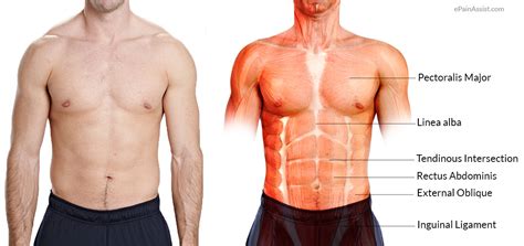 Aug 19, 2020 · abdominal muscles location and function external obliques. What is Six Pack Abs? 6 Do's and 6 Dont's to Get Those 6 ...