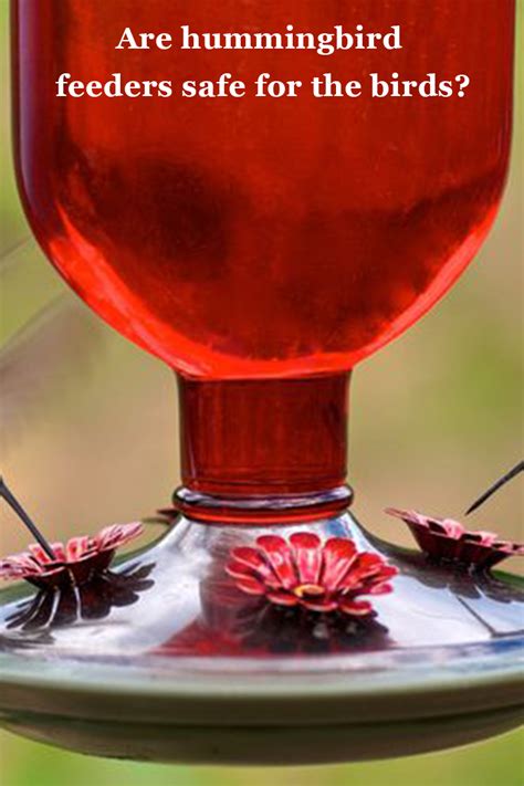 Your hummingbird feeder will be a supplemental source of nectar for your local hummingbirds, and can help them through times when there aren't as many blooming flowers available nearby. Are hummingbird feeders safe for the birds? | Humming bird ...