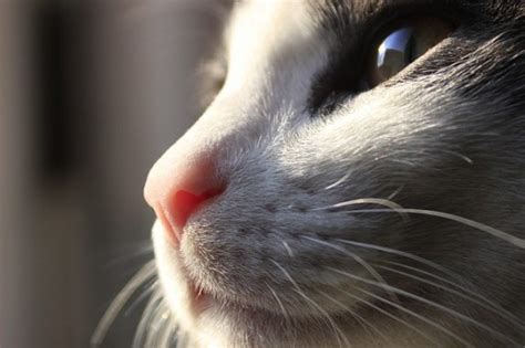 Cats can become disoriented and distraught when they lose this essential information system. FAQ #4: Why Do Cats Have Whiskers? | The Pet Hospitals