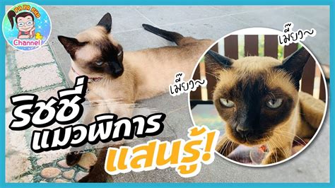 2537) ชื่อเล่น ริชชี่ เป็นนักแสดงและนักแบดมินตันชาวไทย เกิดและเติบโตที่จังหวัด. วิถีแมวพิการ ริชชี่ แมวแสนรู้ l แมวปาปาภา - YouTube