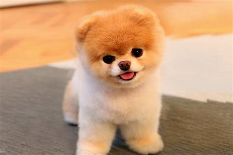 20 Fun Facts You Didn't Know About Boo: The World's Cutest Dog