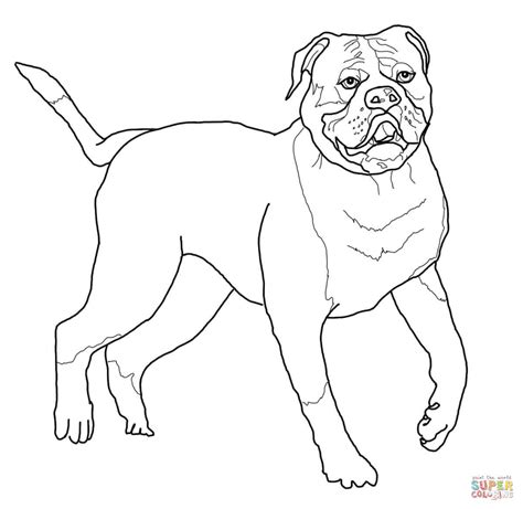 English springer spaniel coloring page 560 x 750px 54.83kb. English Springer Spaniel Coloring Pages at GetColorings ...