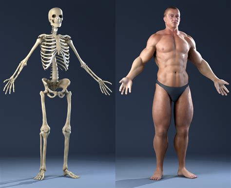 The main parts are the root (radix); Anatomy Bones and Skin (male) 3D Model