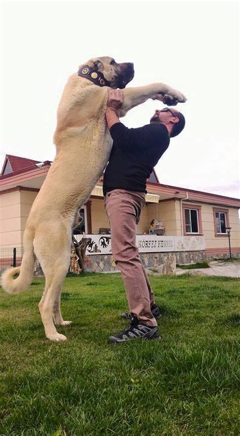 The terracotta figurine, found in. Körfez Kennel Turkish shepherd dog | Kangal dog, Big dog ...