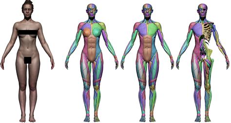 Your body mass index is. Anatomy 360 Female Ecorche Work In Progress - Anatomy 360