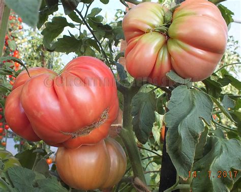 Really good large pink tomato with lots of flavor. Pink Tomatoes : BEAR CLAW Tomato