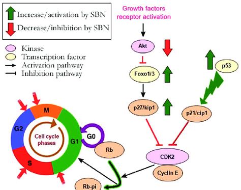 We did not find results for: Schematic picture of pathways modulated by SBN that ...