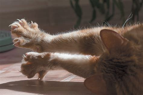 Cats also use grooming to make themselves feel better emotionally. Why Do Cats Knead? Explaining Cat Kneading, a Quirky Cat ...