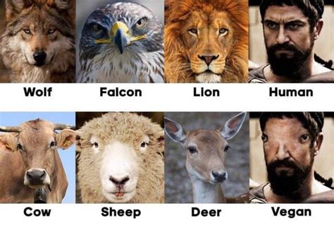 Lion, elephant, rhinoceros, elephant, gorilla, king cobra, kangaroo. Carnivore vs herbivore - 9GAG