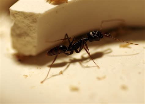 Купить муравьев - Odontomachus Monticola - AntGear