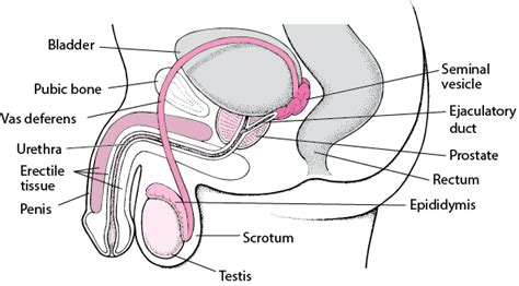 Die klitoris gehört zu den weiblichen geschlechtsorganen. Harnröhre - Nieren- und Harnwegserkrankungen - MSD Manual ...