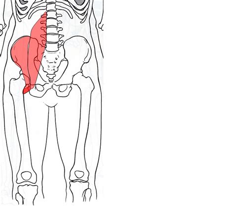 The femur is the upper leg bone or thigh. Anatomy Hip Joint Muscles - ProProfs Quiz