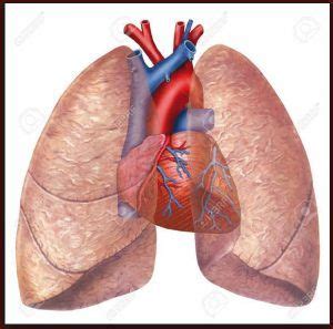 Maybe you would like to learn more about one of these? mesothelioma life expectancy stages symptoms | Chronic ...