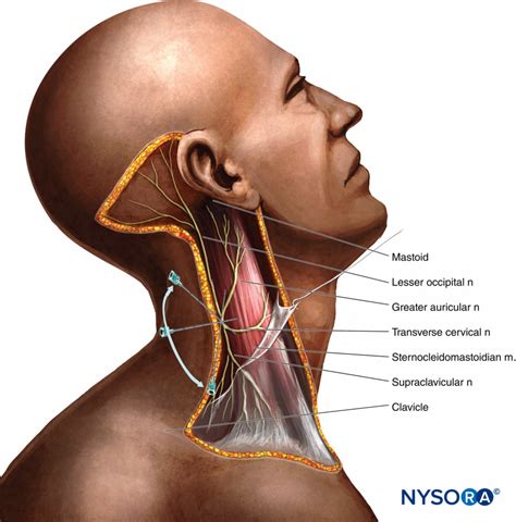 The neck muscles, including the sternocleidomastoid and the trapezius, are responsible for the gross motor movement in the muscular system of the head and neck. Cervical Plexus Block - Landmarks and Nerve Stimulator ...