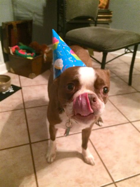 Grease a 6 cup ring mold. Maniac Mutt Birthday: Homemade Birthday Cake for Dogs