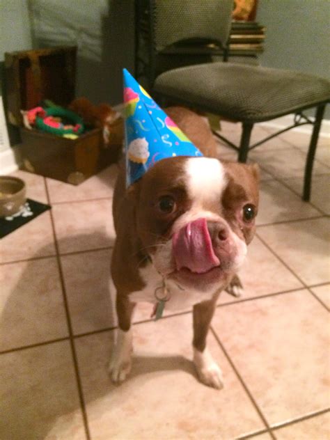 Can you just imagine the pleasure she got out of telling him he'd just eaten a dog cake??. Maniac Mutt Birthday: Homemade Birthday Cake for Dogs