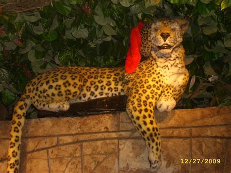 Check spelling or type a new query. Cheetah in a Santa Hat at the Rainforest Cafe in Las Vegas ...