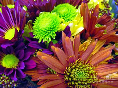 Use those pots of blooming mums sold in the fall as annuals to replace summer annuals that are past their prime. Fall Mums Photograph by Tina M Wenger