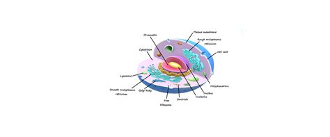 Eukaryotic cells are more complex and have more components than their counterparts, prokaryotic cells. Which is the correct option amongst the following ...