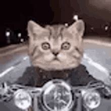 126.654 two bbw s vídeos gratuitos encontrados en xvideos con esta búsqueda. Motorbike GIFs | Tenor
