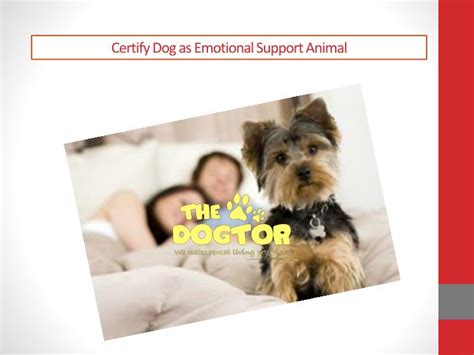 These animals have been dubbed emotional support animals and benefit from laws regarding housing and airline travel. PPT - Certify dog as emotional support animal PowerPoint ...